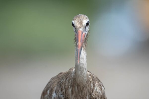 Աղտոտված արագիլները սովի են մատնված. նրանք չեն կարողանում թռչել ու իրենց վրա ցեխ են քսում Աղտոտված արագիլները սովի են մատնված. նրանք չեն կարողանում թռչել ու իրենց վրա ցեխ են քսում - Sputnik Արմենիա