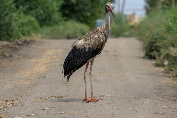 Աղտոտված արագիլները սովի են մատնված. նրանք չեն կարողանում թռչել ու իրենց վրա ցեխ են քսում Աղտոտված արագիլները սովի են մատնված. նրանք չեն կարողանում թռչել ու իրենց վրա ցեխ են քսում - Sputnik Արմենիա