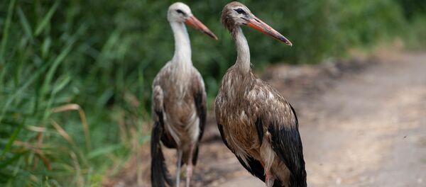 Аист с испачканными перьями в селе Овташен, Араратская область - Sputnik Армения