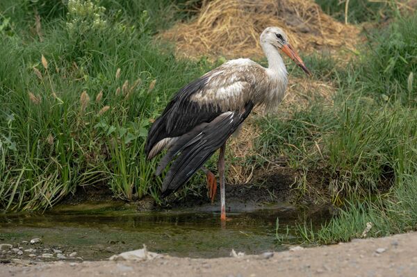 Аисты в Араратской долине пачкаются и странно себя ведут: птицам грозит голодная смерть - Sputnik Армения