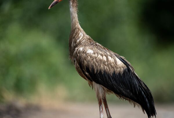 Աղտոտված արագիլները սովի են մատնված. նրանք չեն կարողանում թռչել ու իրենց վրա ցեխ են քսում Աղտոտված արագիլները սովի են մատնված. նրանք չեն կարողանում թռչել ու իրենց վրա ցեխ են քսում - Sputnik Արմենիա