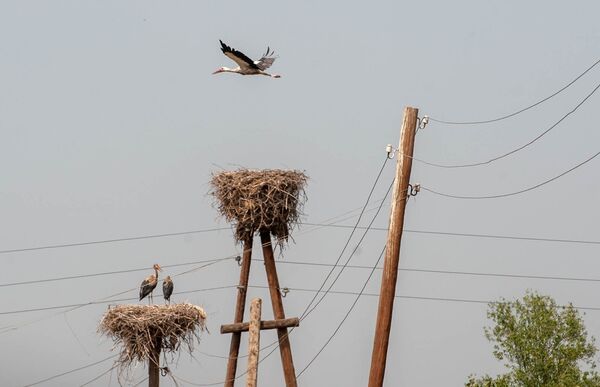 Аисты в Араратской долине пачкаются и странно себя ведут: птицам грозит голодная смерть - Sputnik Армения