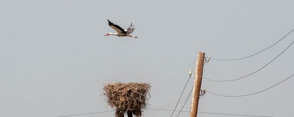 Аист с испачканными перьями в селе Овташен, Араратская область Аист с испачканными перьями в селе Овташен, Араратская область - Sputnik Արմենիա