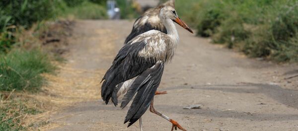 Аист с испачканными перьями в селе Овташен, Араратская область - Sputnik Армения