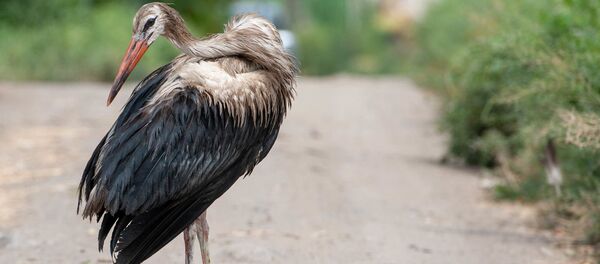 Аист с испачканными перьями в селе Овташен, Араратская область - Sputnik Армения