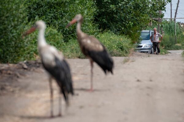 Հովտաշենի արագիլներն այլևս սոված չեն, բայց նրանց ձագերը կարող են սատկած լինել - Sputnik Արմենիա