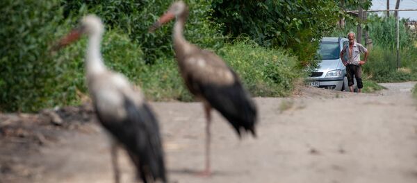 Аист с испачканными перьями в селе Овташен, Араратская область - Sputnik Արմենիա