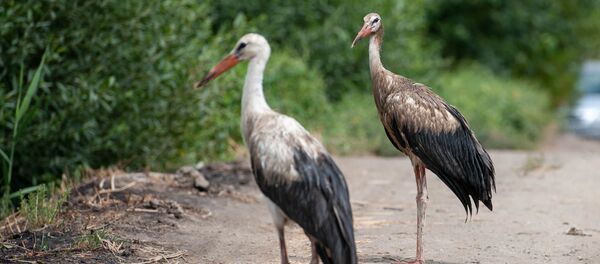 Аист с испачканными перьями в селе Овташен, Араратская область Аист с испачканными перьями в селе Овташен, Араратская область - Sputnik Армения
