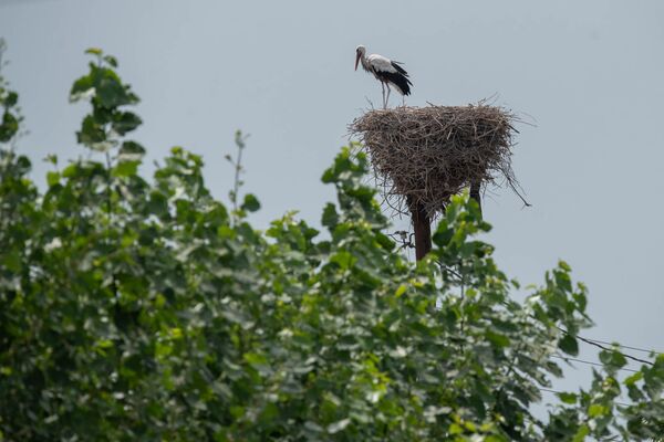 Հովտաշենի արագիլներն այլևս սոված չեն, բայց նրանց ձագերը կարող են սատկած լինել - Sputnik Արմենիա