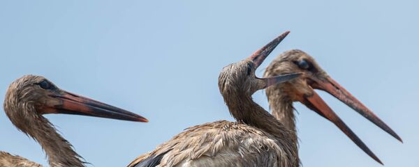 Аист с испачканными перьями в селе Овташен, Араратская область Аист с испачканными перьями в селе Овташен, Араратская область - Sputnik Արմենիա