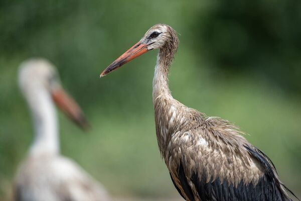 Հովտաշենի արագիլներն այլևս սոված չեն, բայց նրանց ձագերը կարող են սատկած լինել - Sputnik Արմենիա