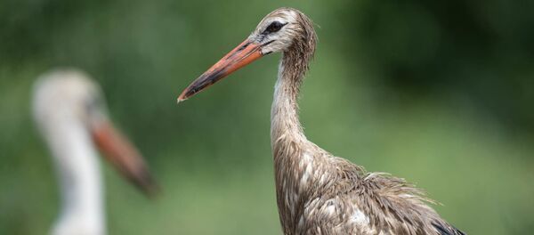 Аист с испачканными перьями в селе Овташен, Араратская область - Sputnik Армения