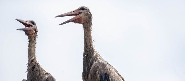 Аист с испачканными перьями в селе Овташен, Араратская область - Sputnik Արմենիա