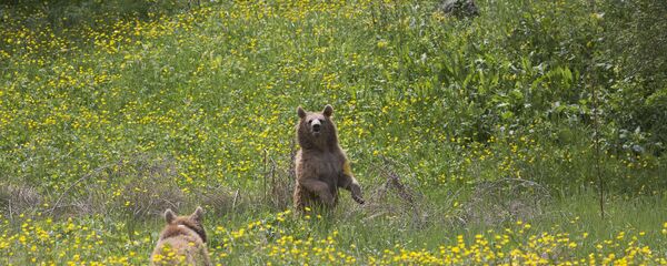 Медвежата Зангак и Бамбак - Sputnik Армения