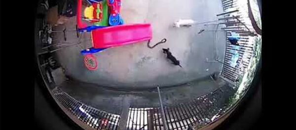 Две домашние собаки кинулись на кобру - Sputnik Армения