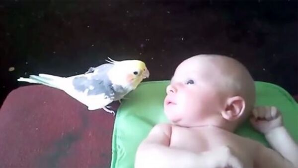 Просто чудо! Попугай поёт для малыша! - Sputnik Армения