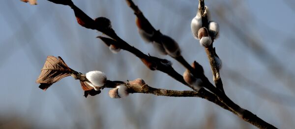 Национальный парк Земля леопарда - Sputnik Армения