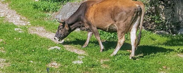 Корова Корова - Sputnik Արմենիա