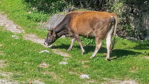 Корова - Sputnik Армения