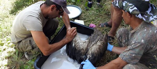 Добровольцы моют загрязненных в селе Овташен аистов Добровольцы моют загрязненных в селе Овташен аистов - Sputnik Արմենիա