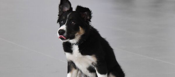Щенок Алиса стал талисманом нового терминала аэропорта Симферополя Щенок Алиса стал талисманом нового терминала аэропорта Симферополя - Sputnik Армения