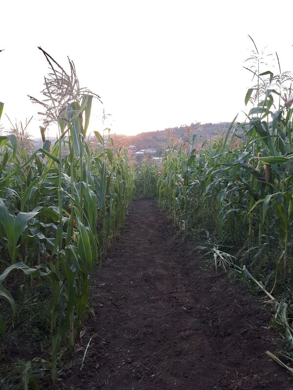 Corn maze по-армянски: ради кого и чего кукурузные поля в Тавуше превратят в лабиринт Corn maze по-армянски: ради кого и чего кукурузные поля в Тавуше превратят в лабиринт - Sputnik Армения