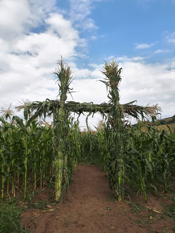 Corn maze по-армянски: ради кого и чего кукурузные поля в Тавуше превратят в лабиринт Corn maze по-армянски: ради кого и чего кукурузные поля в Тавуше превратят в лабиринт - Sputnik Армения
