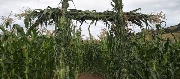 Кукурузное поле Кукурузное поле - Sputnik Արմենիա