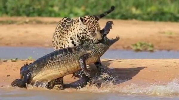 Ягуар атаковал крокодила - Sputnik Армения
