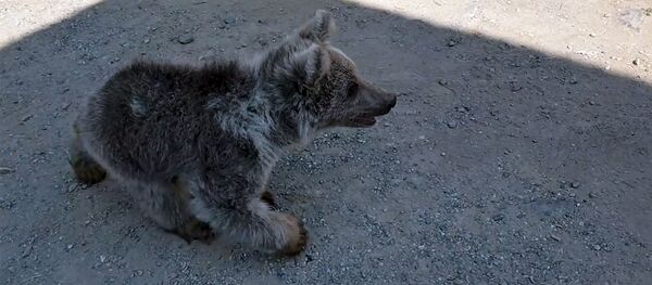 Залезший на территорию отеля медвежонок (1 августа 2019). Дилижан Залезший на территорию отеля медвежонок (1 августа 2019). Дилижан - Sputnik Արմենիա
