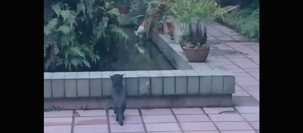 Мокрое преступление черного кота - Sputnik Армения