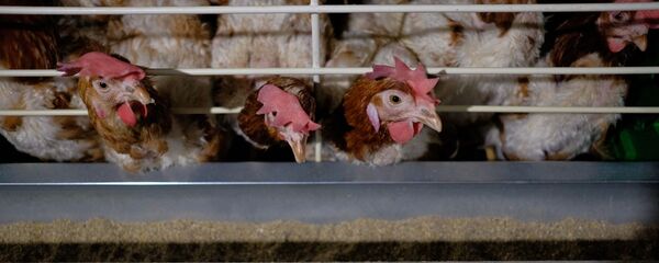 Птицефабрика в Краснодарском крае - Sputnik Армения