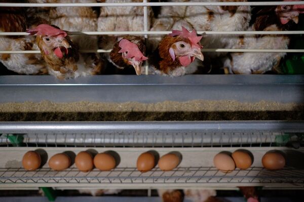 Թռչնաբուծարան Թռչնաբուծարան - Sputnik Արմենիա