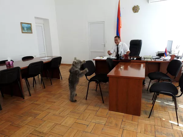 Вольнолюбивый гость: пойманному в Дилижане медвежонку в клетке не понравилось Вольнолюбивый гость: пойманному в Дилижане медвежонку в клетке не понравилось - Sputnik Армения