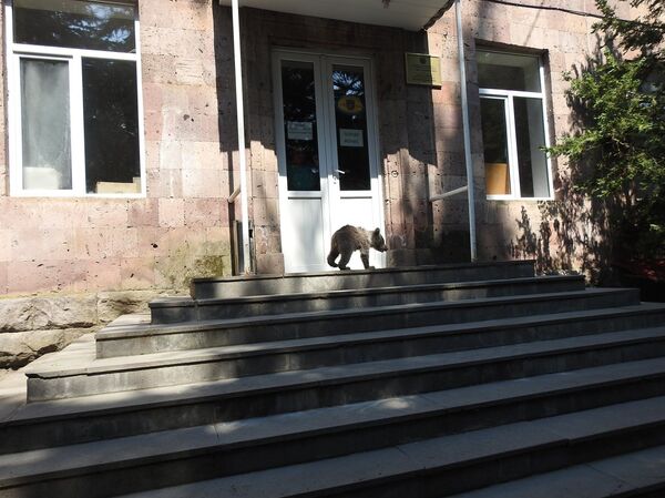 Вольнолюбивый гость: пойманному в Дилижане медвежонку в клетке не понравилось Вольнолюбивый гость: пойманному в Дилижане медвежонку в клетке не понравилось - Sputnik Армения