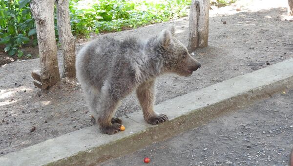 Медвежонок в Дилижанском национальном парке - Sputnik Армения