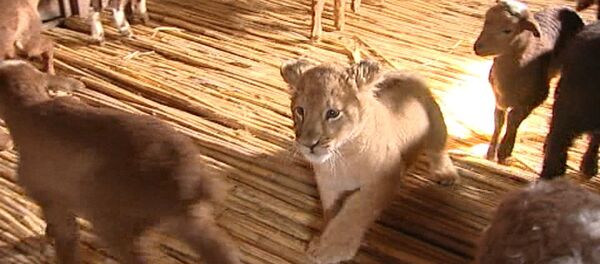 СПУТНИК_Львица среди ягнят: шестимесячная хищница Маша подружилась с отарой овец - Sputnik Армения