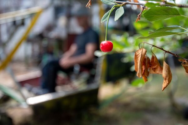 Что происходит с организмом, когда ты ешь вишню? Что происходит с организмом, когда ты ешь вишню? - Sputnik Армения