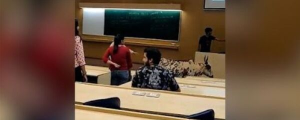 Бродячая корова входит в класс В IIT в Бомбее Бродячая корова входит в класс В IIT в Бомбее - Sputnik Армения