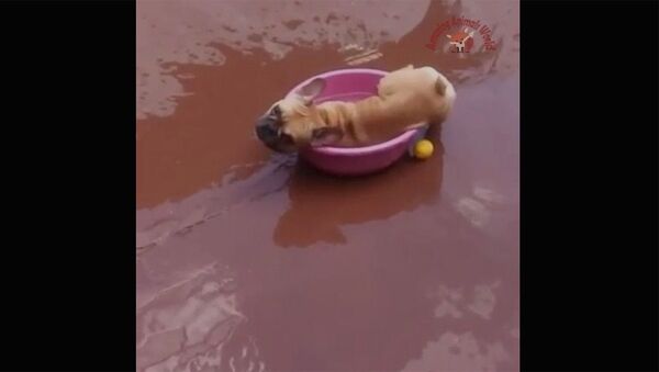Собака купается в тазе - Sputnik Армения