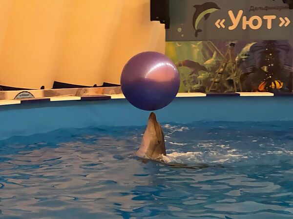 Из Сочи через Тебриз в Гюмри: во втором по величине городе Армении откроют дельфинарий Из Сочи через Тебриз в Гюмри: во втором по величине городе Армении откроют дельфинарий - Sputnik Армения