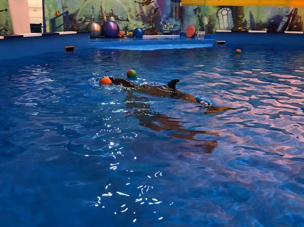 Из Сочи через Тебриз в Гюмри: во втором по величине городе Армении откроют дельфинарий Из Сочи через Тебриз в Гюмри: во втором по величине городе Армении откроют дельфинарий - Sputnik Армения