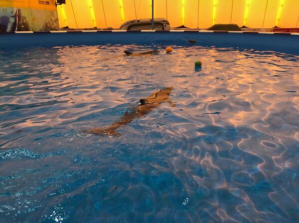 Из Сочи через Тебриз в Гюмри: во втором по величине городе Армении откроют дельфинарий Из Сочи через Тебриз в Гюмри: во втором по величине городе Армении откроют дельфинарий - Sputnik Армения