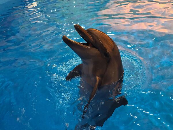 Սոչիից Թավրիզով Գյումրի. Հայաստանի 2–րդ քաղաքը դելֆինարիում կունենա. լուսանկարներ Սոչիից Թավրիզով Գյումրի. Հայաստանի 2–րդ քաղաքը դելֆինարիում կունենա. լուսանկարներ - Sputnik Արմենիա