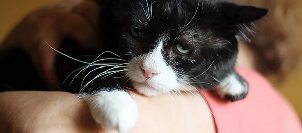 Самый грустный кот Москвы по имени Филя - Sputnik Армения