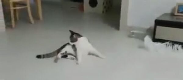 Кошачьи игры Кошачьи игры - Sputnik Армения