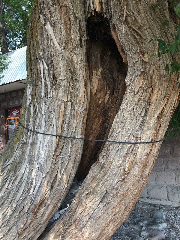 Символ родины Минаса как мусорный бак: почему главная армянская революция еще впереди - Sputnik Армения