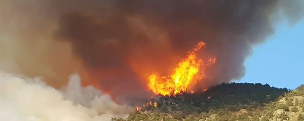 Пожар в национальном парке Аревик Пожар в национальном парке Аревик - Sputnik Արմենիա
