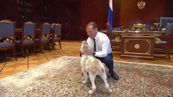 Медведев показал подросшего щенка, подаренного президентом Туркмении - видео - Sputnik Армения