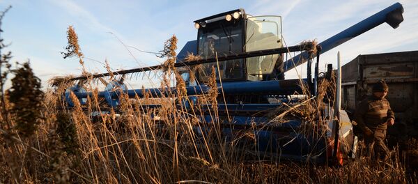 Уборка зерна культурной конопли - Sputnik Армения